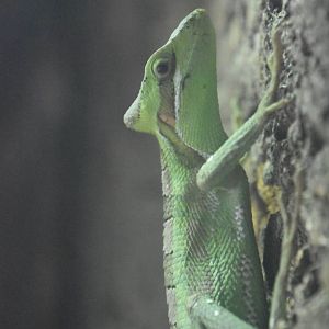 Eastern casquehead iguana