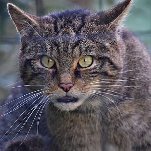 Scottish wildcat