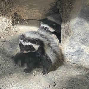 Saharan striped polecat (Ictonyx libycus) - Welsh owl garden