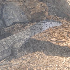 9/8/2021 - Perentie Monitor