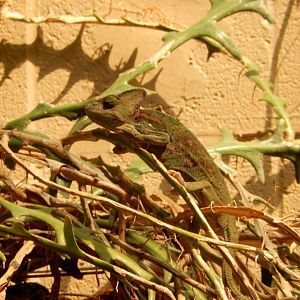 9/8/2021 - Veiled Chameleon