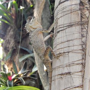 9/8/2021 - Lizard Species?