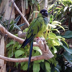 9/8/2021 - Black-Hooded Parakeet