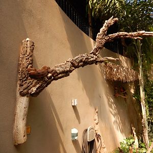 9/8/2021 - Boa Constrictor Branch