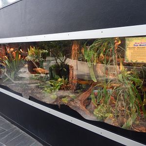 9/8/2021 - New Guinea Tree Monitor Habitat