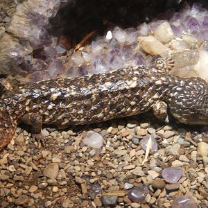 9/8/2021 - Shingleback Lizard