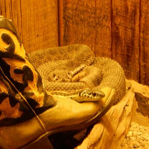 9/8/2021 - Snake Species?