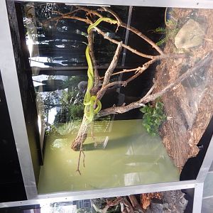 9/8/2021 - Boomslang (?) Terrarium