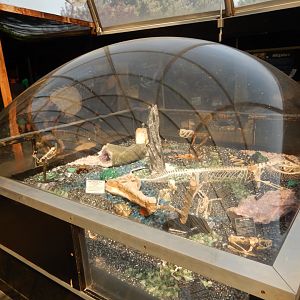 9/8/2021 - Reptile Skeletons & Other Minerals