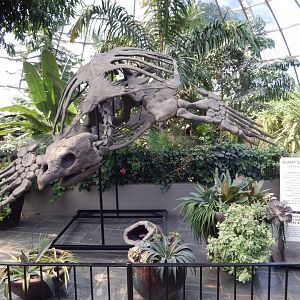 9/8/2021 - Archelon Skeleton