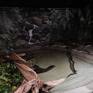 9/8/2021 - Johnston's Crocodile Exhibit