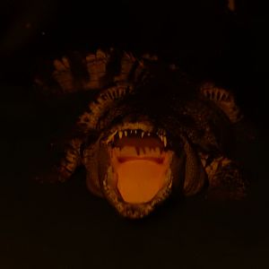 9/8/2021 - Scary Sight!