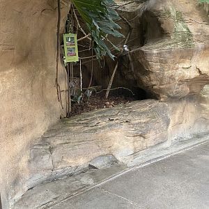 Lied Jungle - Luzon Bleeding Heart Dove/White Crested Laughingthrush Exhibit