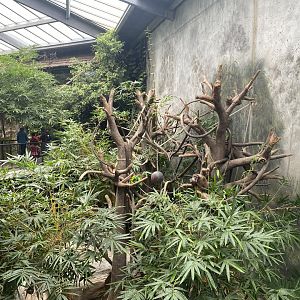 Lied Jungle - White-Handed Gibbon/Asian Small-Clawed Otter Exhibit