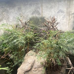 Lied Jungle - White Handed Gibbon/Asian Small-Clawed Otter