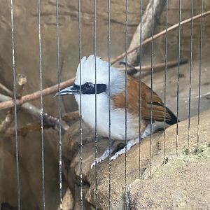 White-Crested Laughingthrush