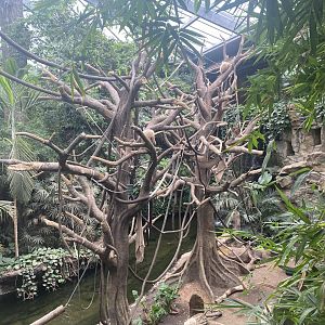 Lied Jungle - White-Handed Gibbon/Indian Created Porcupine Exhibit