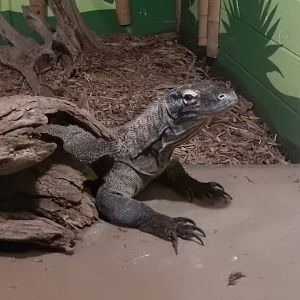 9/8/2021 - Komodo Dragon