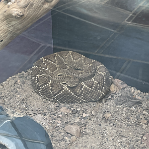 9/8/2021 - Mexican West Coast Rattlesnake