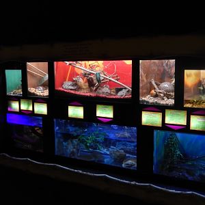 9/8/2021 - Invertebrate Terrariums