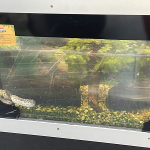 9/8/2021 - Elephant Trunk Snake Terrarium