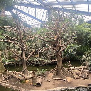 Lied Jungle- White-Handed Gibbon/Indian Crested Porcupine Exhibit