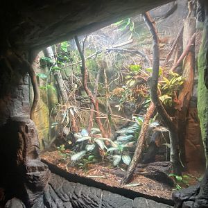 Lied Jungle- Boyd’s Forest Dragon/Splendid Tree Frog Terrarium