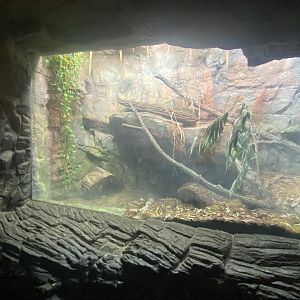 Lied Jungle - Blood Python Terrarium