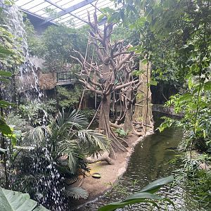 Lied Jungle- White-Handed Gibbon/Indian Crested Porcupine Exhibit