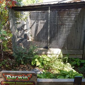 9/8/2021 - Kookaburra Cage