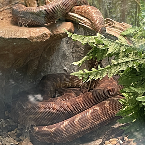9/8/2021 - Rough Scaled Python (?)
