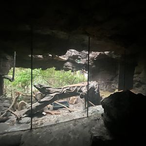 Lied Jungle - Eurasian Eagle Owl Exhibit