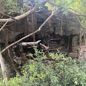 Lied Jungle - Eurasian Eagle Owl Exhibit