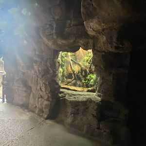 Lied Jungle - Boyd’s Forest Dragon Terrarium