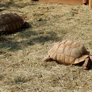 9/8/2021 - African Spurred Tortoises