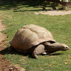 9/8/2021 - Aldabra Tortoise