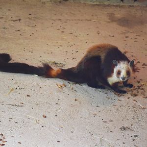 red and white giant flying squirrel (Petaurista alborufus)
