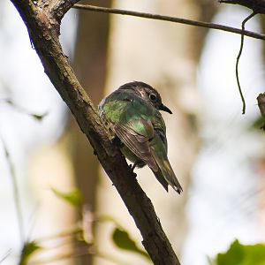 Shining Bronze-cuckoo (Chrysococcyx lucidus)