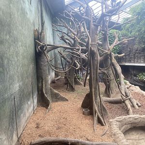 Lied Jungle - Malayan Tapir/ Francois’ Langur/ Müller’s Gray Gibbon Exhibit