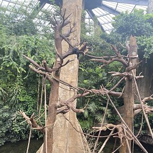 Lied Jungle - Black Howler Exhibit