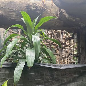 Lied Jungle - Wolf’s Guenon/Diana Monkey Exhibit