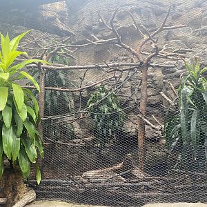Lied Jungle - Black-and-Rufous Sengi/Violaceous Turaco/African Pygmy Geese Exhibit