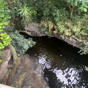 Lied Jungle - Pygmy Hippo Exhibit