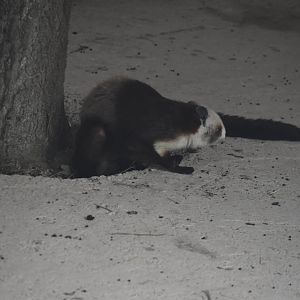 red and white giant flying squirrel (Petaurista alborufus)