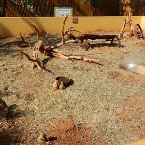 9/8/2021 - Prairie Dog Exhibit