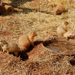 9/8/2021 - Prairie Dogs