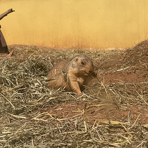9/8/2021 - "Hay," a Snack!