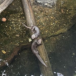 Spotted-Necked Otters