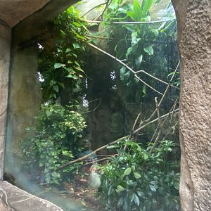 Lied Jungle - Homes Hinge-Backed Tortoise/African Bullfrog terrarium
