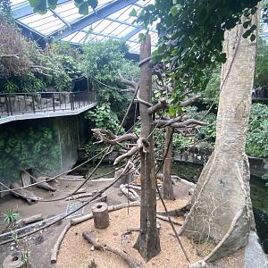 Lied Jungle - Black Howler Monkey Exhibit